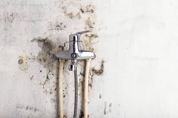 Best Kitchen Mold Remediation in Midway, GA