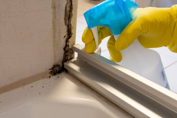 Best White Mold Remediation in Midway, GA