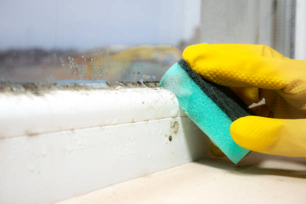 Best Post-Flood Mold Remediation in Midway, GA