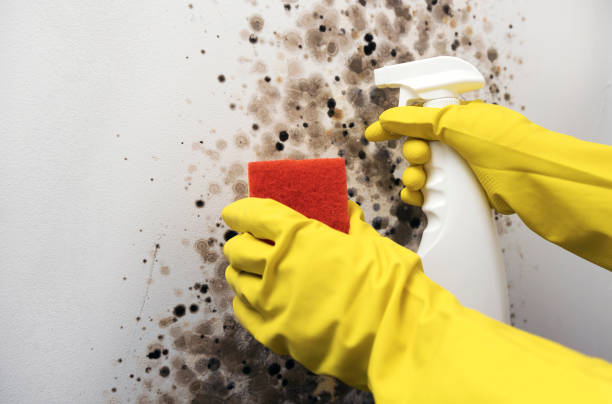 Best Kitchen Mold Remediation in Midway, GA