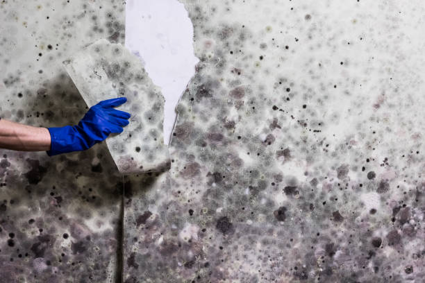 Professional Mold Remediation in Midway, GA